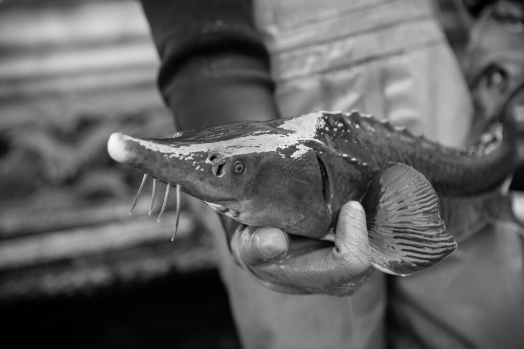 Le caviar - Histoire et origine du caviar, trésor des mers